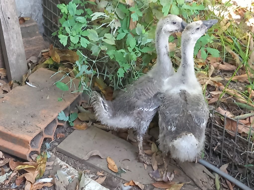 Casal de gansos da guiné