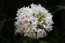 Orquídea Africana Neobenthamia gracilis