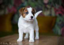 Jack  Russell Terrier ZKwP (FCI) - szczeniak