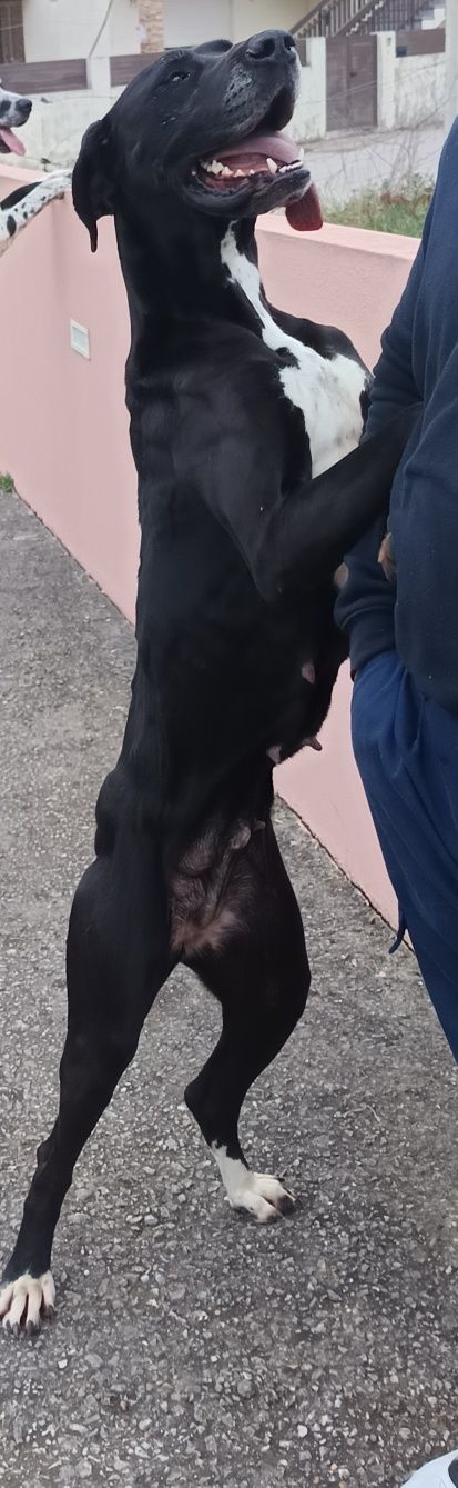 Dou cadela Dog alemão
