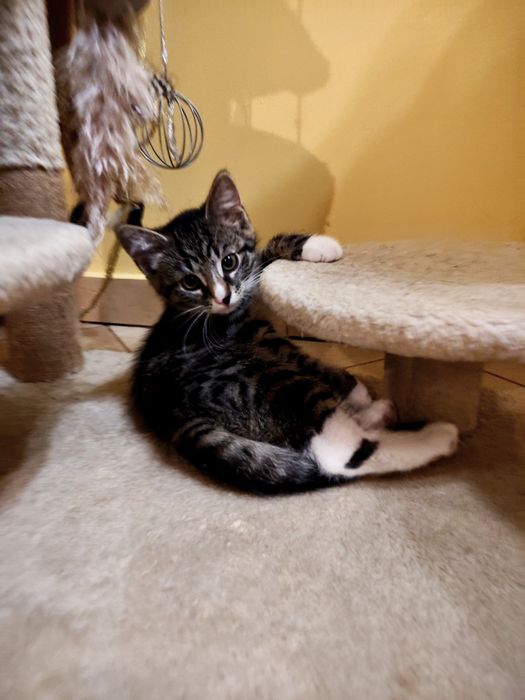 Kotka psotka szuka domku