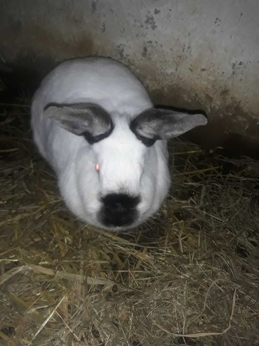 Samica Kalifornijska