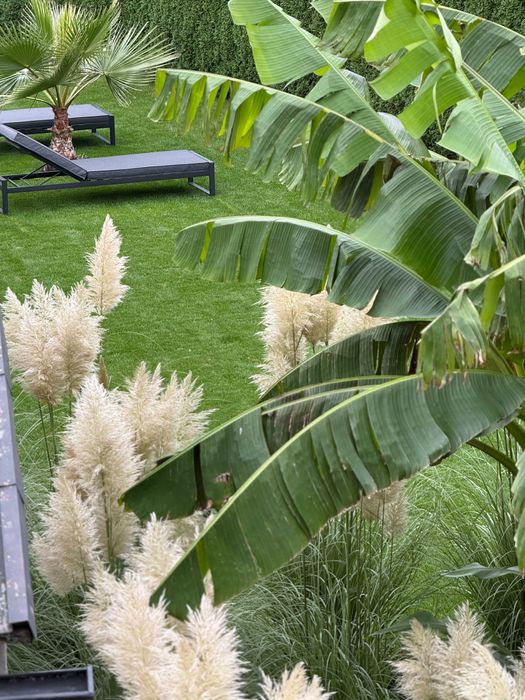 SALE THE TROPICAL GARDEN bananowiec mrozoodporny XXL musa basjoo palma