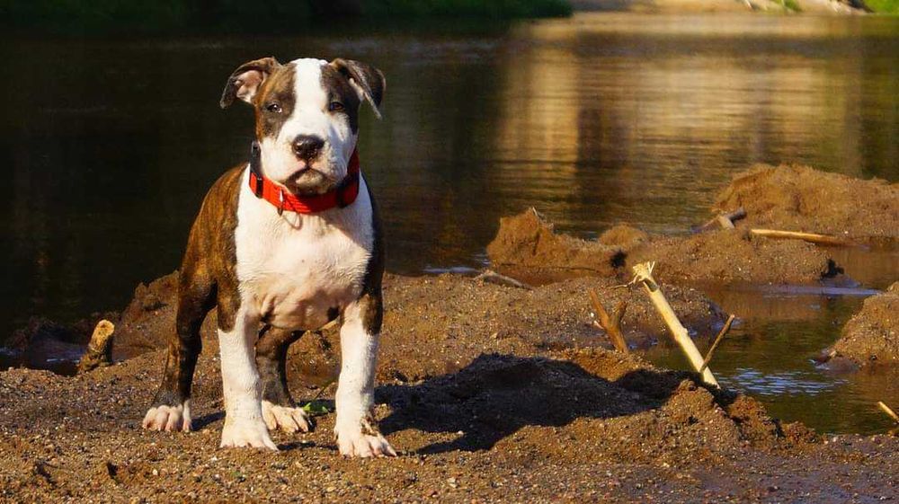 ZKwP/FCI Pręgowany samiec Amstaff, American Staffordshire Terrier