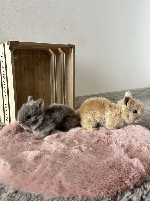 Króliczki Karzełki Teddy Miniaturki Długowłose