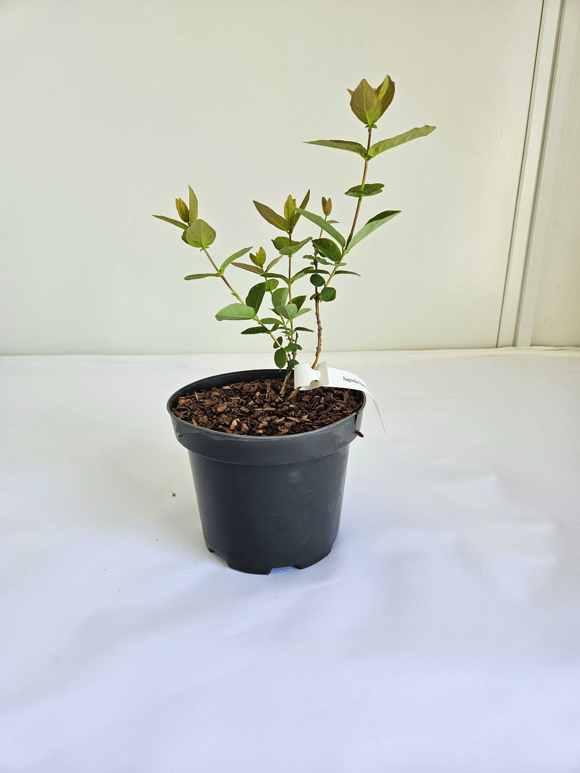 Jagoda kamczacka 'Zojka' (Lonicera caerulea var. kamtschatica 'Zojka')