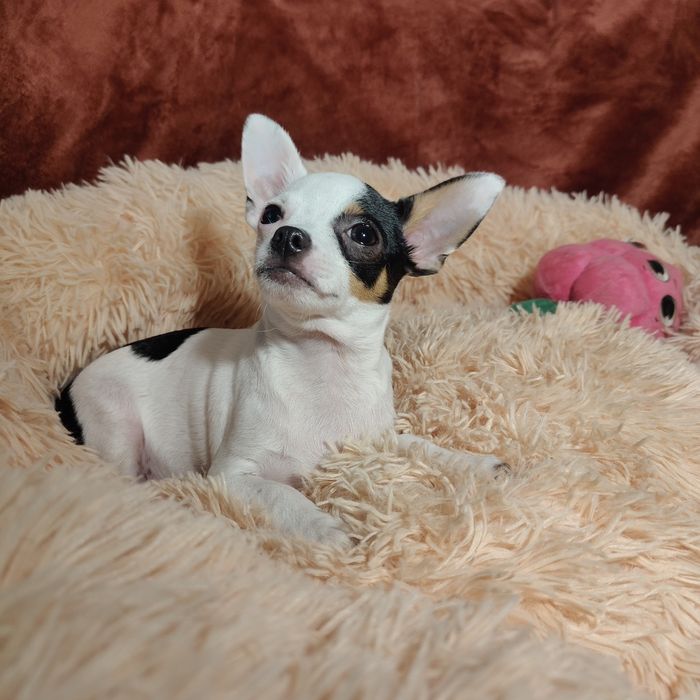 Malutki piesek chihuahua