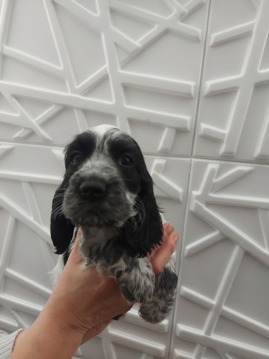 Cocker spaniel angielski