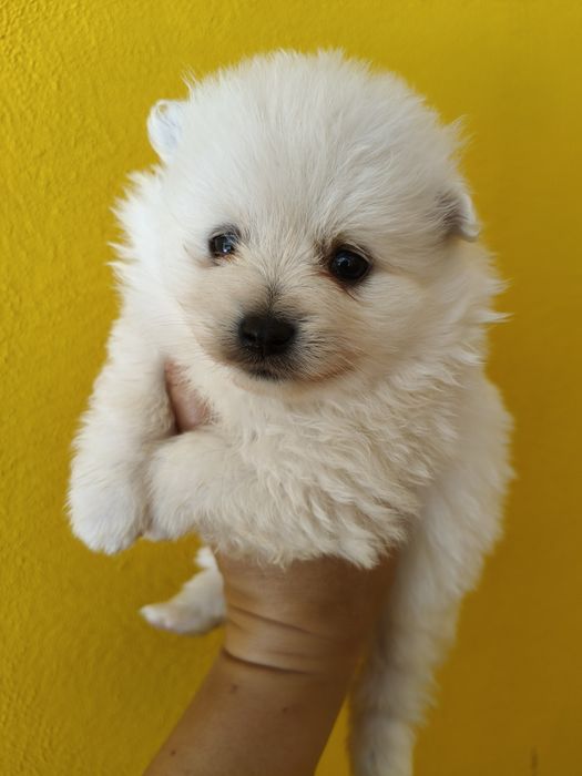 Spitz alemão menina