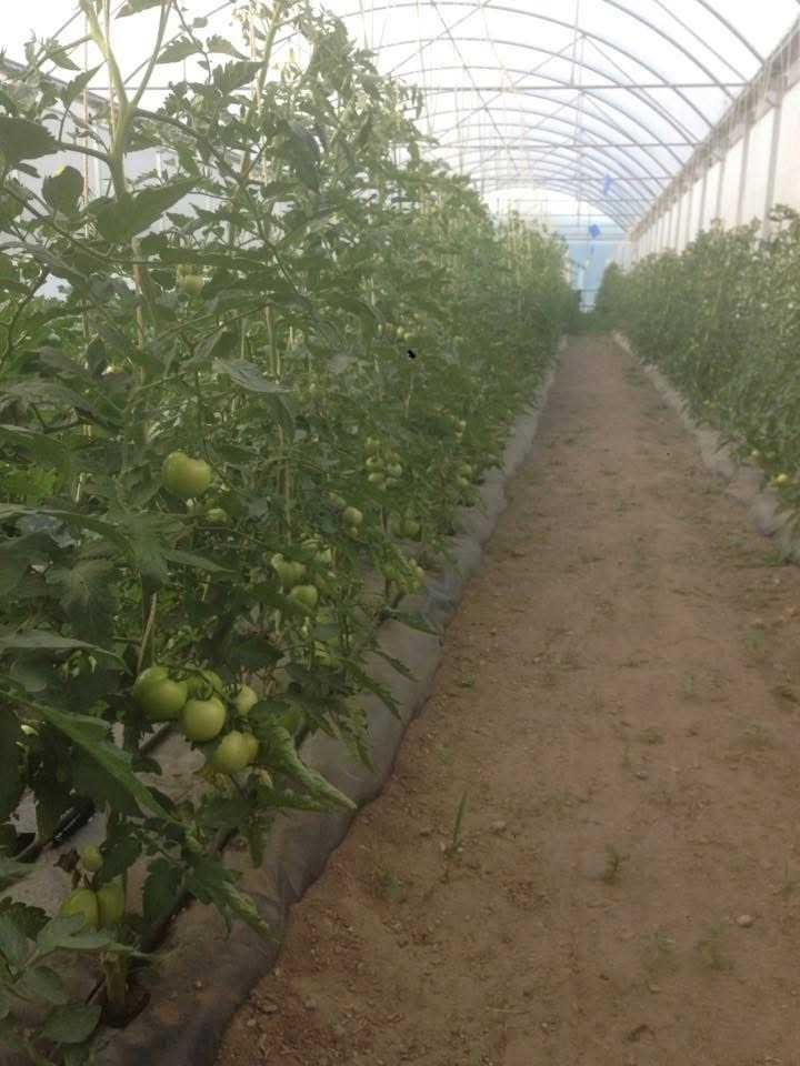 Estufas agrícolas FERTRI