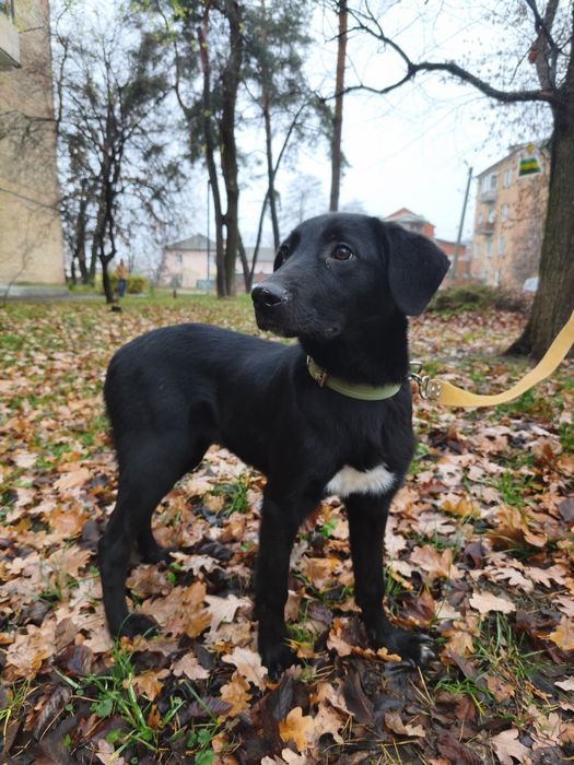 Стерилізована молода собака в добрі руки