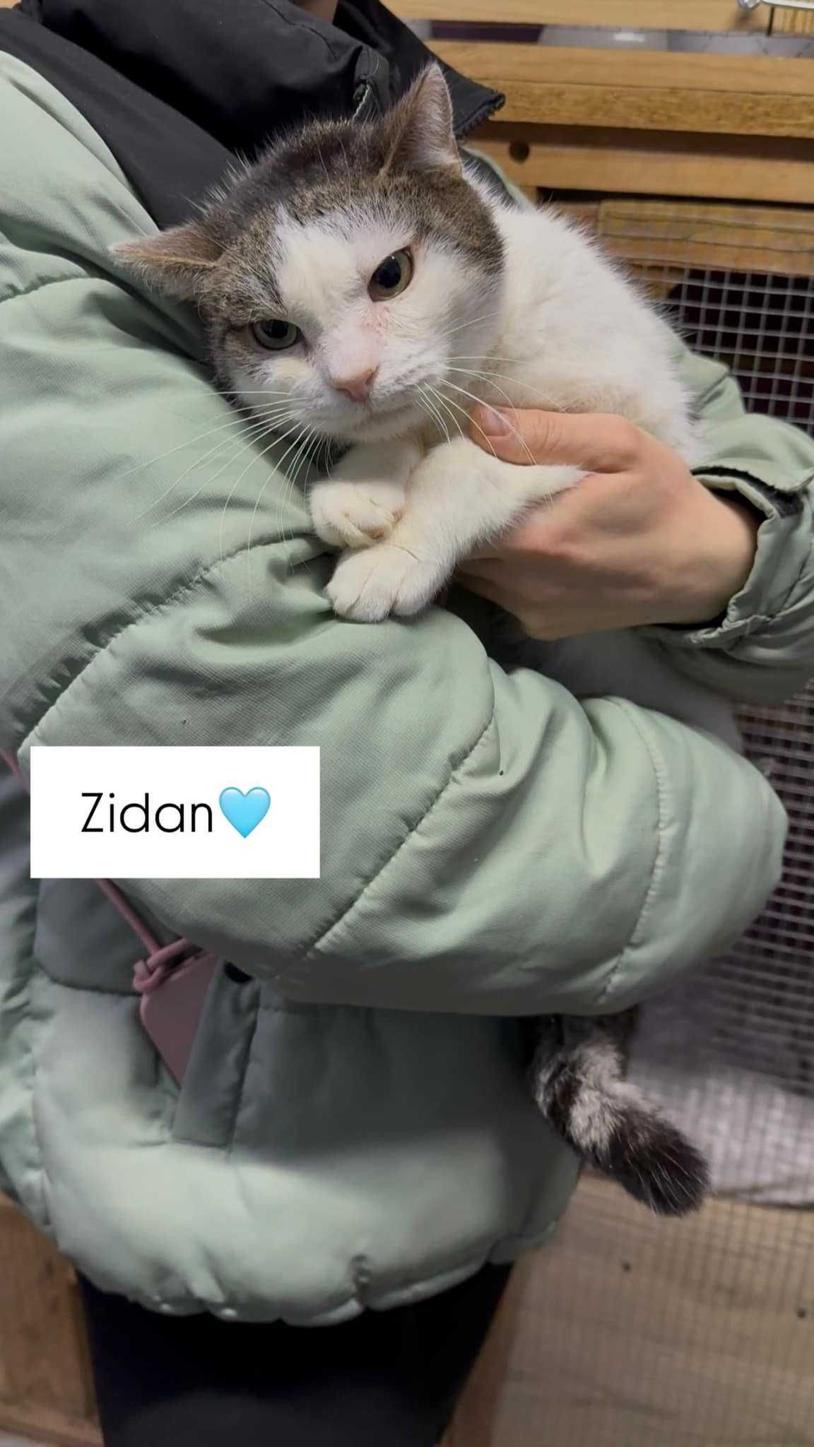 Cudne kociaki gotowe do adopcji czekają na kochające domy Żychlin