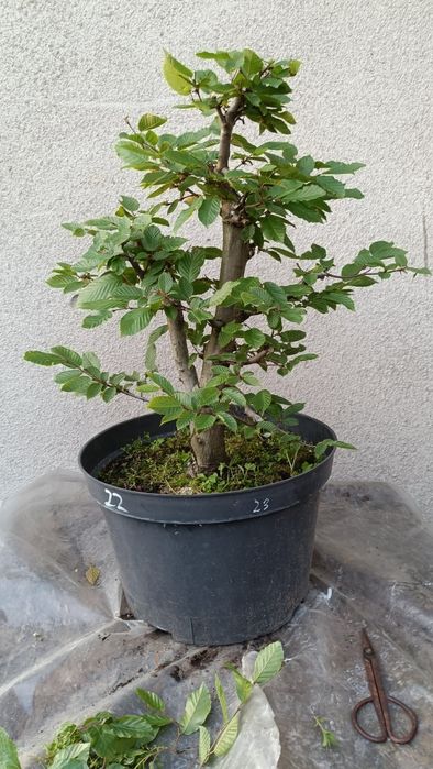 Grab bonsai yamadori