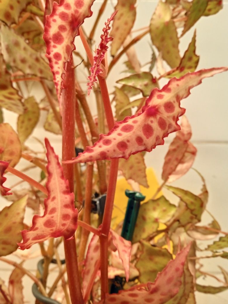 Sadzonki begonii amphioxus