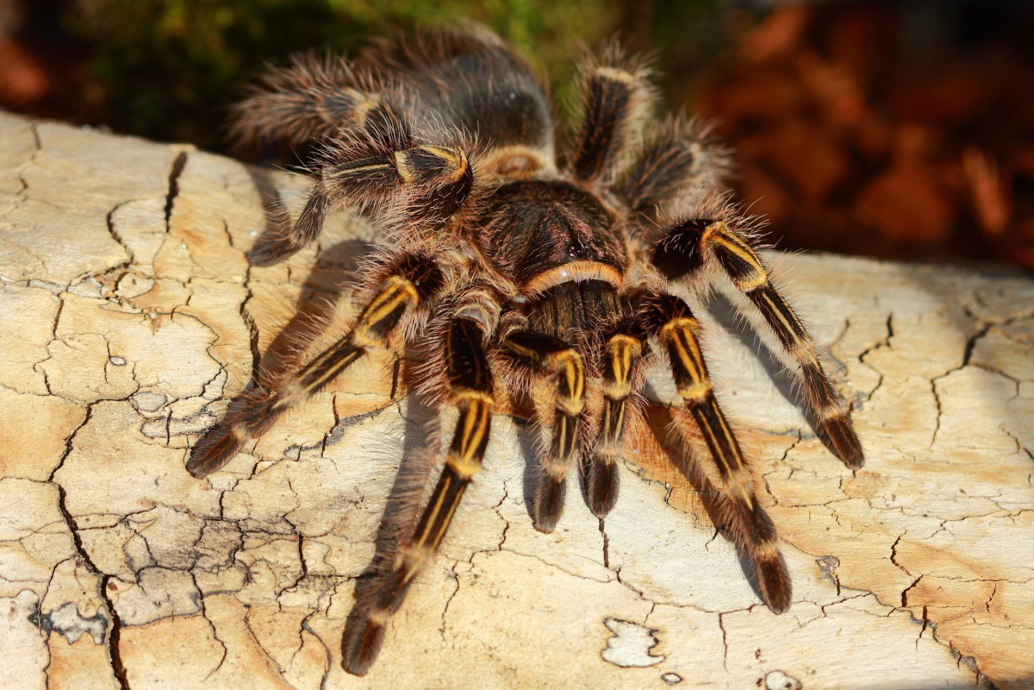 Grammostola aureostriata (Граммостола ауреостриата) вхрослая самка
Gra