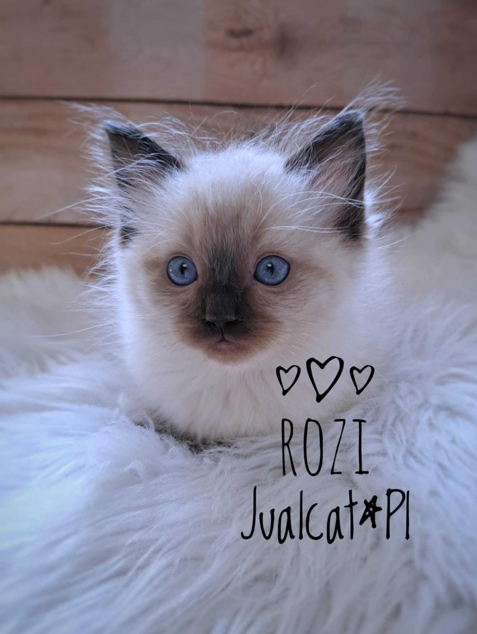 RAGDOLL Kotka seal colorpoint Rag n Rodówod FPL