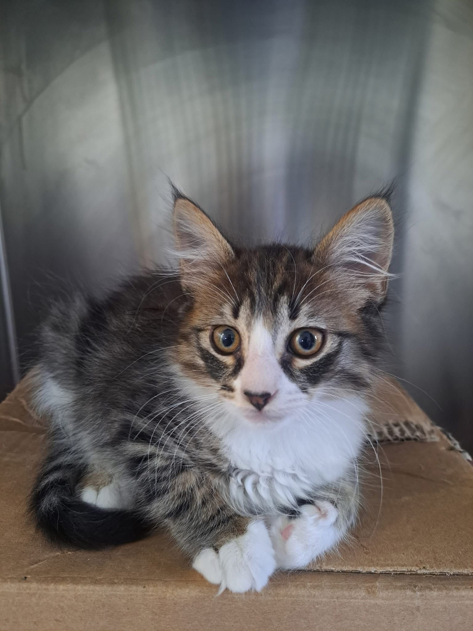 Gatinho procura família