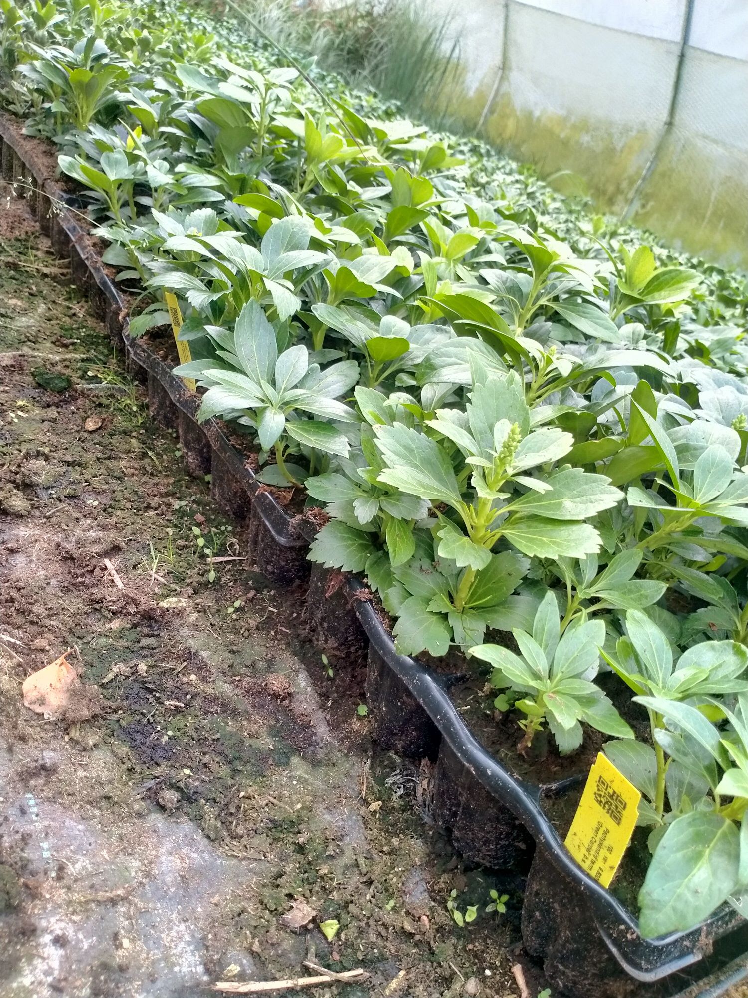 Runianka pachysandra w odmianach