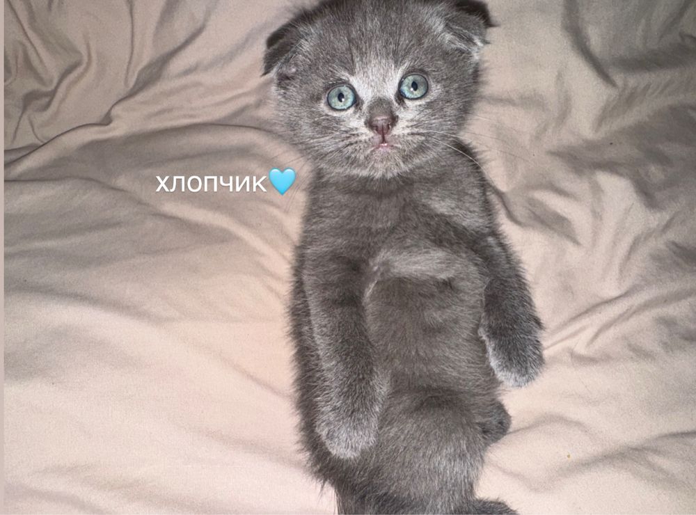 Британські та шотланські кошенята