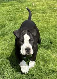 American Staffordshire Terrier