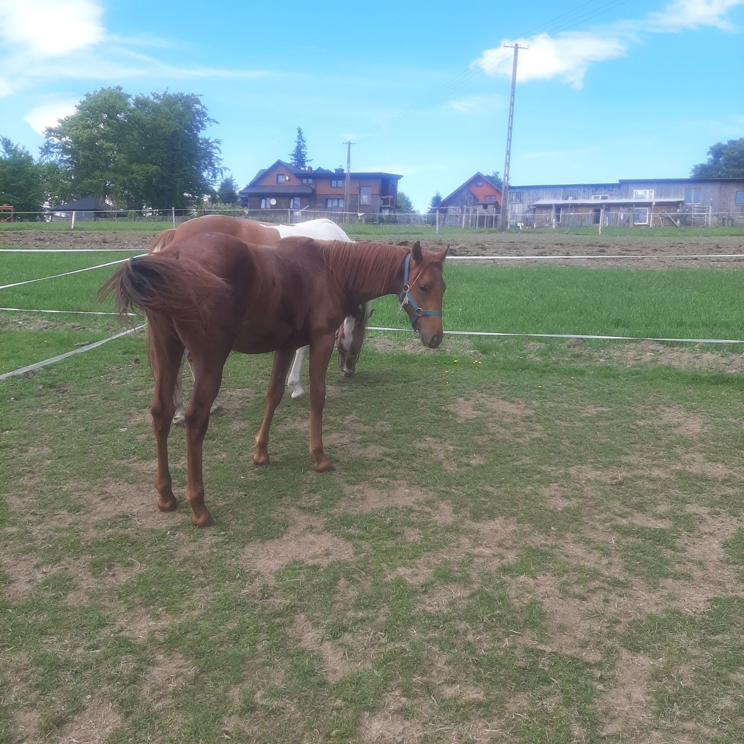 Koń  Ogierek 1/2 APPALOOSA