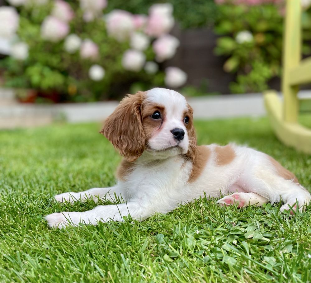 Cavalier king charles spaniel/sunia