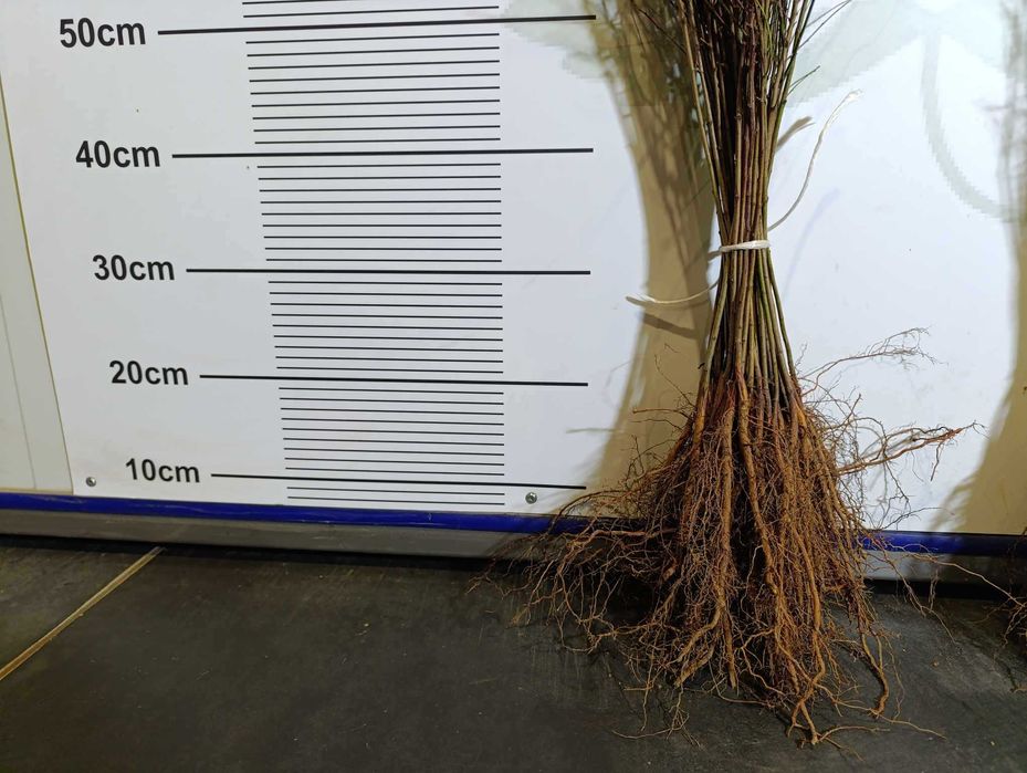 Ałycza - Podkładka dla drzew owocowych (śliw i innych) WIOSNA 2025