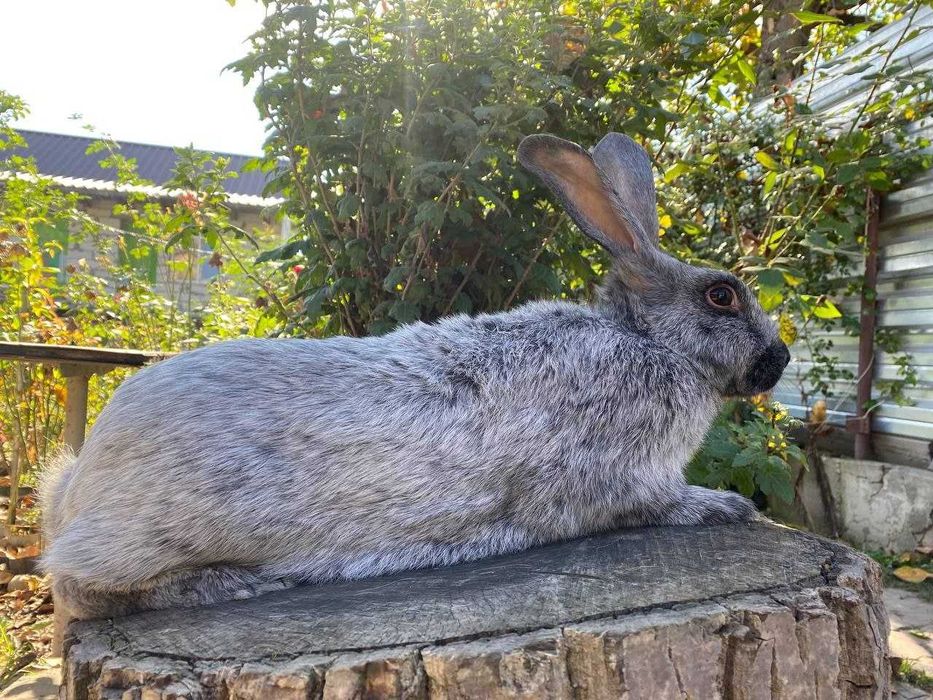 Кролі Полтавське срібло