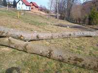 Kłody klonowe i jesioniwe