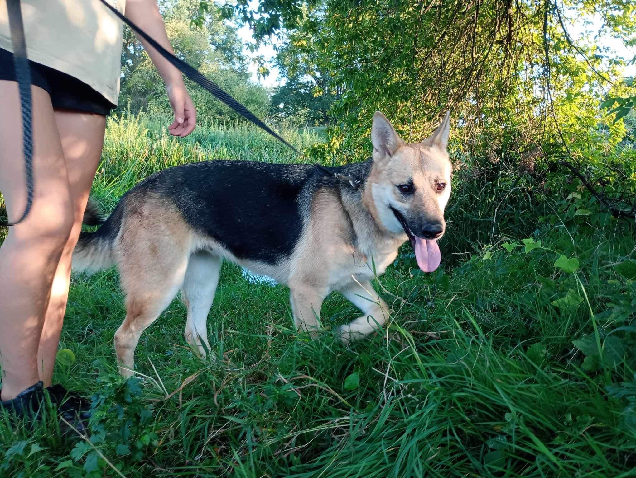 Róża - sunia w typie owczarka szuka domu