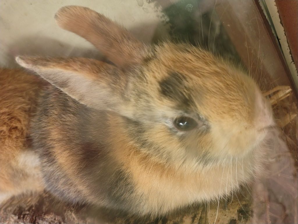 Królik miniaturka