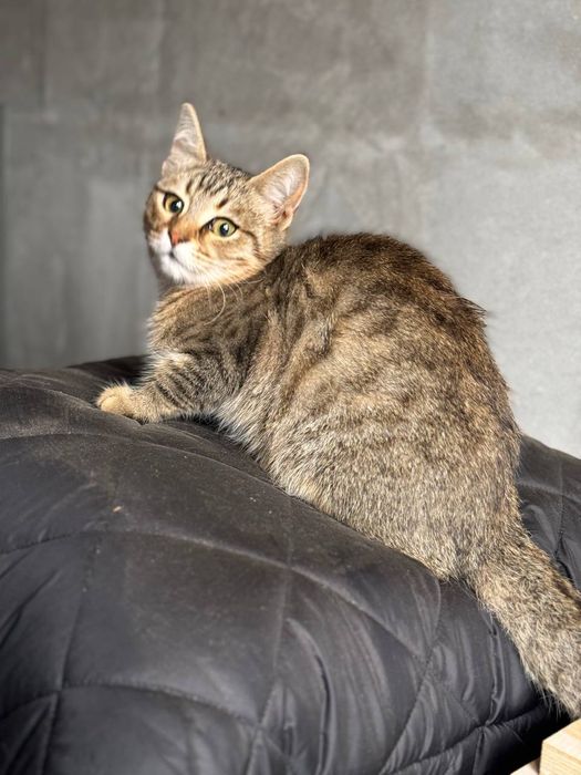 Кошенята безкоштовно стерилізовані