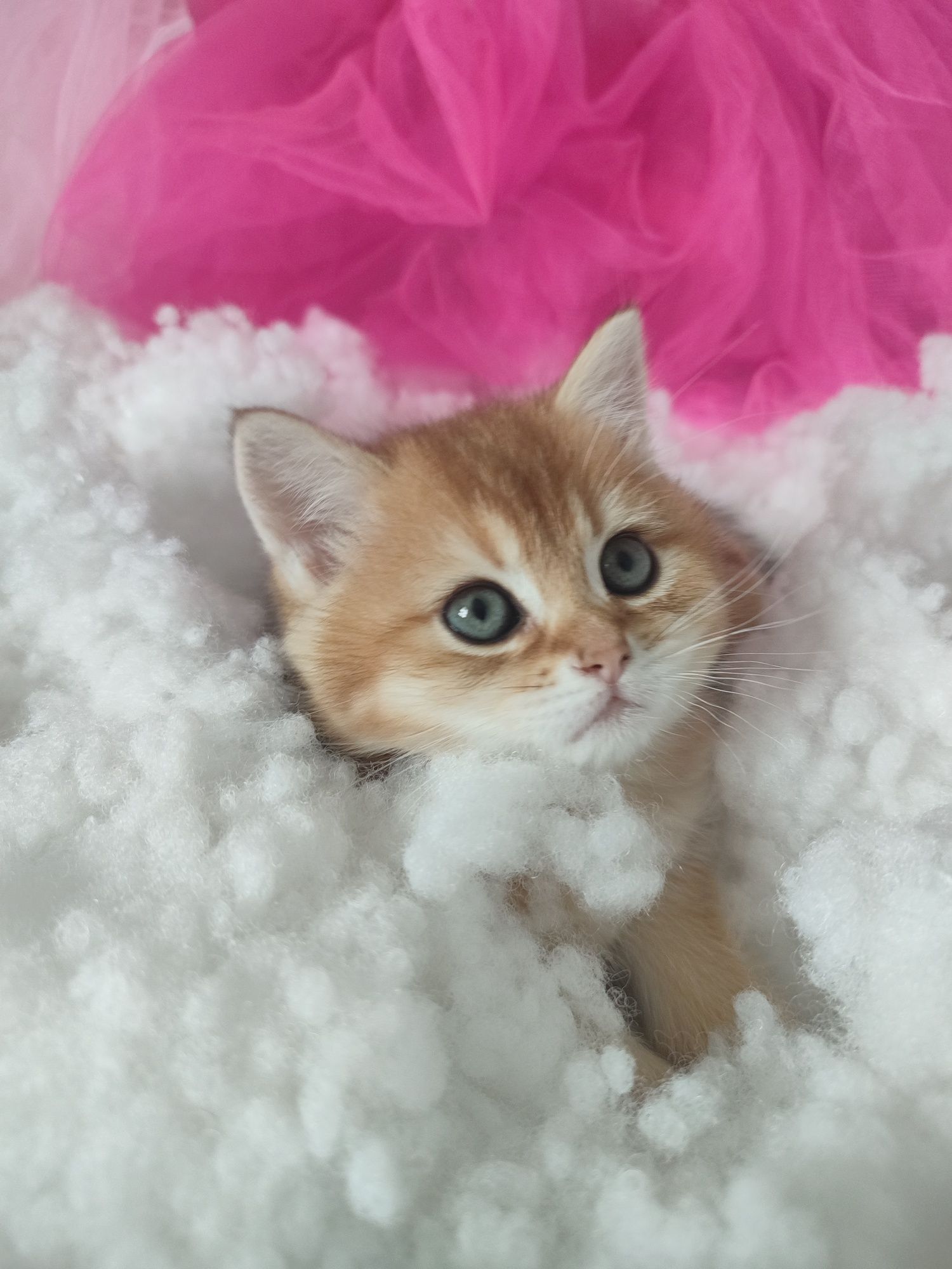 Котенок британский, котята британской золотой шиншиллы