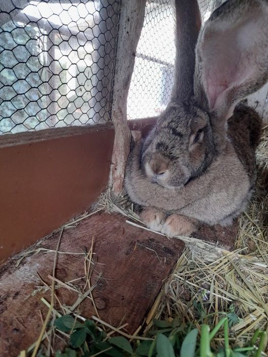 Belgi olbrzymy z rodowodem