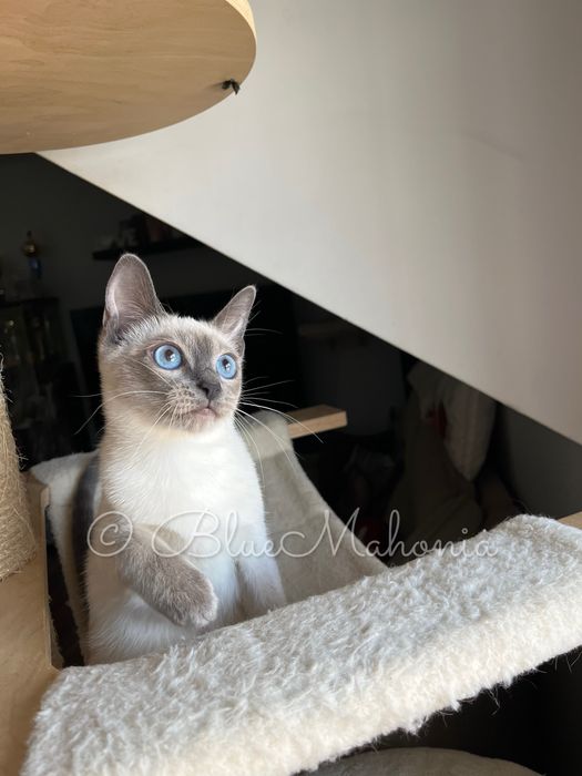 Kocurek tajski Forrest z legalnej hodowli