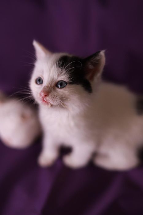 Berni - odważny,  żywiołowy kociak szuka domku