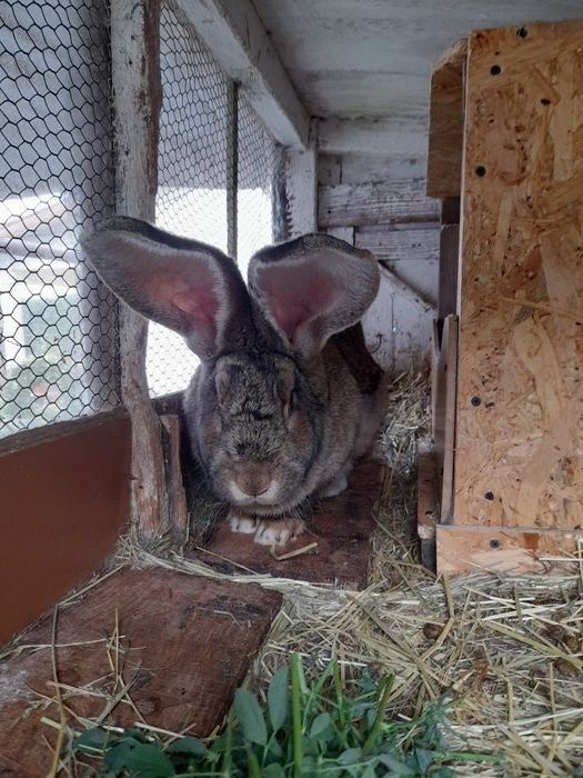 Belgi olbrzymy z rodowodem