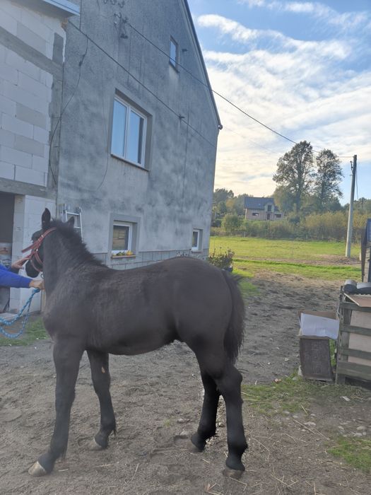 Sprzedam OGIERKA 6 miesięcy
