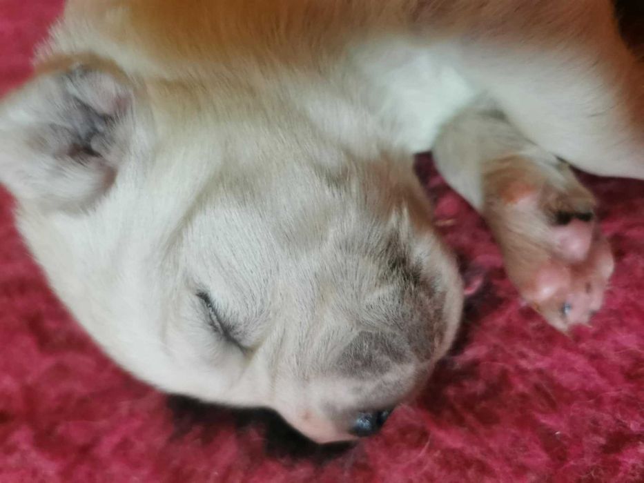 Owczarek podhalański szczenię rodowód ZKwP (FCI)