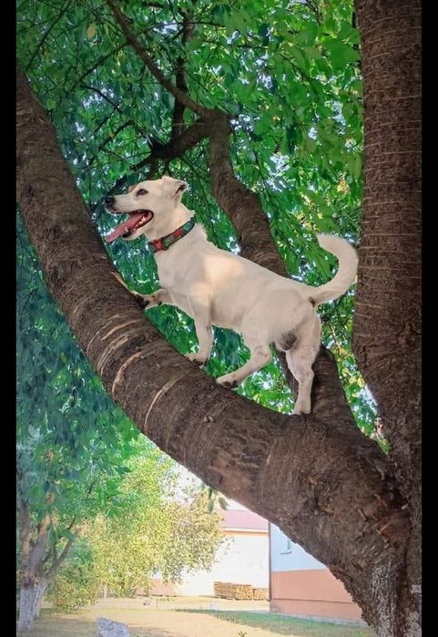 В'язка Джек Рассел тер'єр