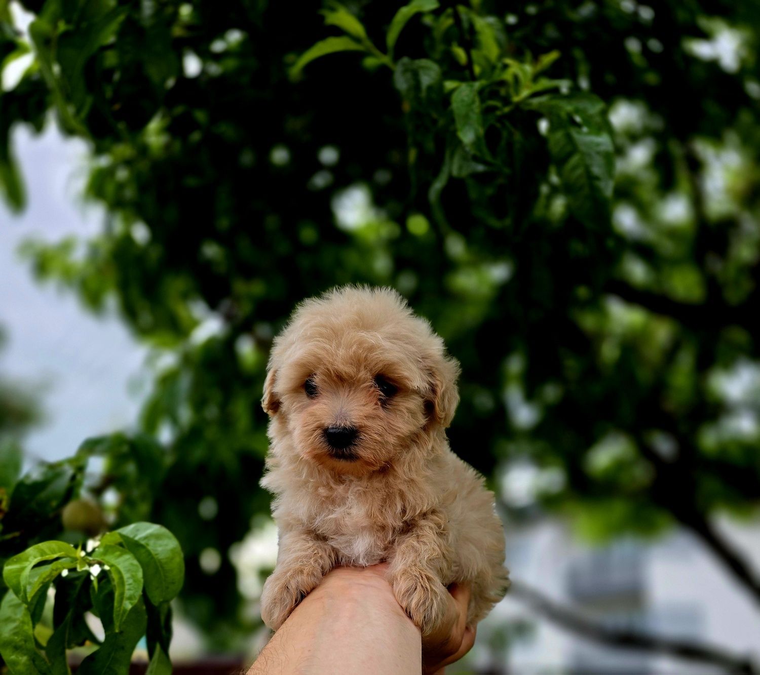 Maltipoo piesek f1 mini do 2 kg