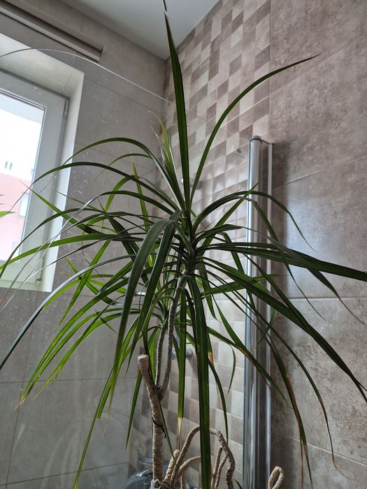 Дроцена 160 см більш 10 років