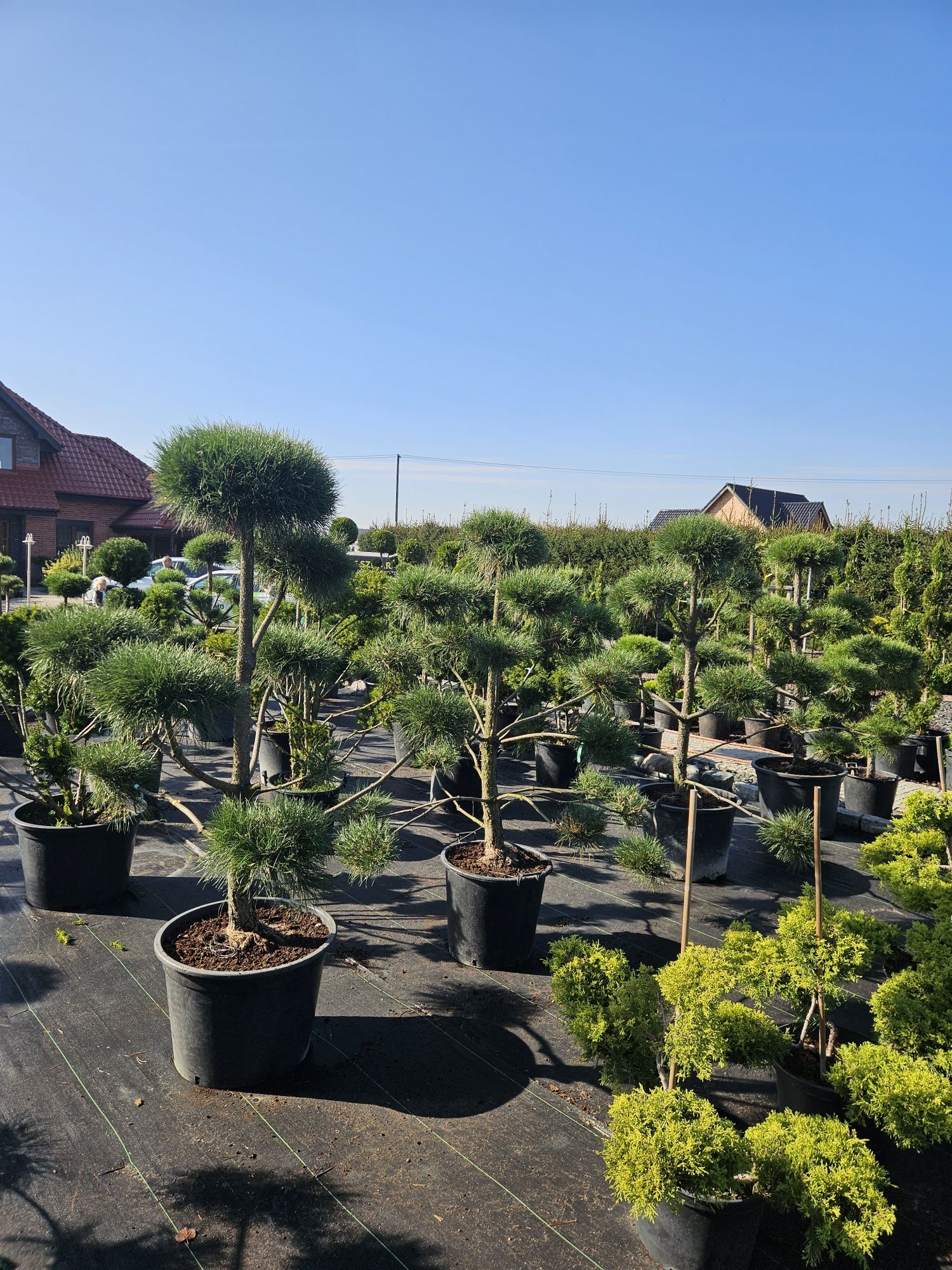Sosny formowane  bonsai