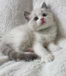 Ragdoll kocurek FPL-FIFe. Rodzice badani genetycznie