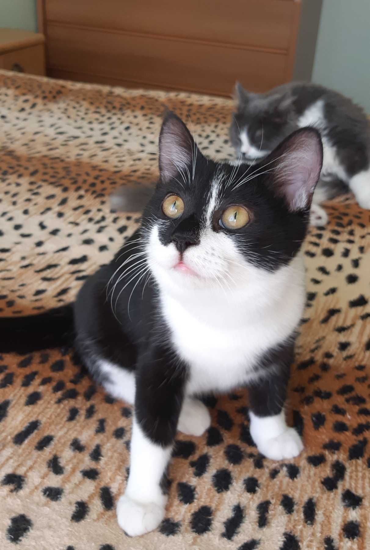 Котенок Челси ищет дом