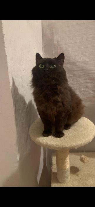 Спокійна, ласкава кішка шукає дім