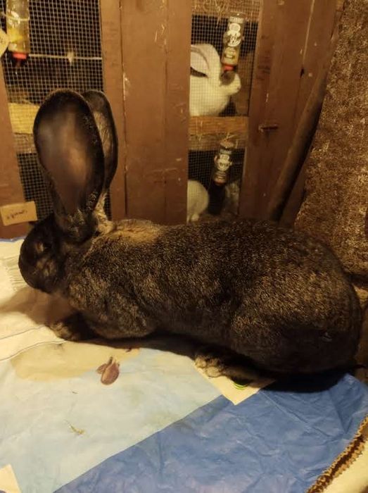 Olbrzym belgijski ZELAZISTY