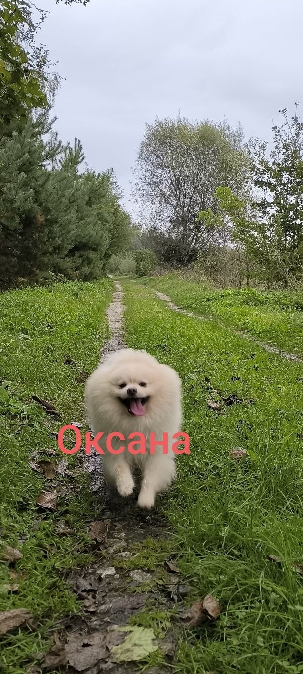 Шпіц померанський , в'язка...