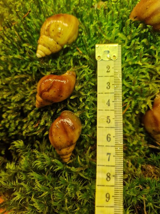 Подарунковий набір УляСет5 Ахатина Фуліка