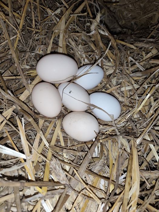 Jajka wiejskie od kur z wolnego wybiegu